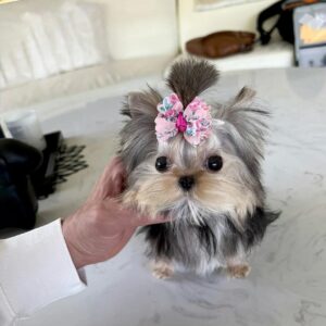 tea cup yorkies​