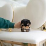 tea cup yorkies​