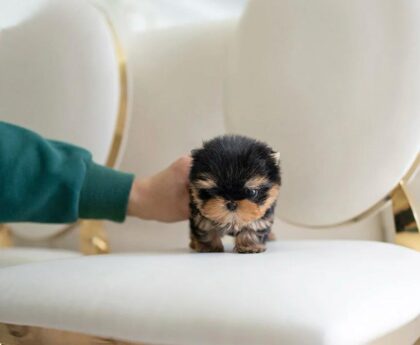 tea cup yorkies​