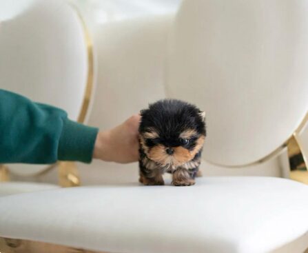 tea cup yorkies​