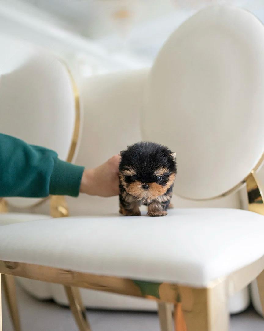 tea cup yorkies​