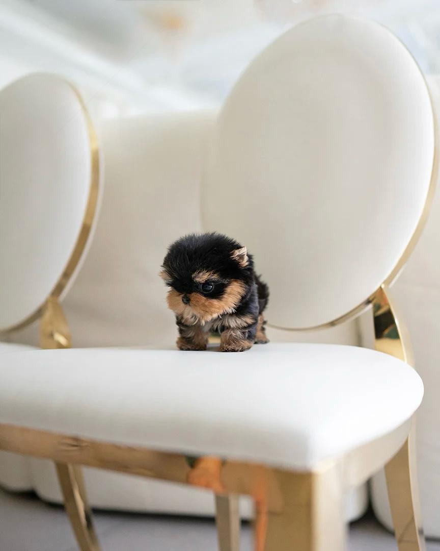 tea cup yorkies​

