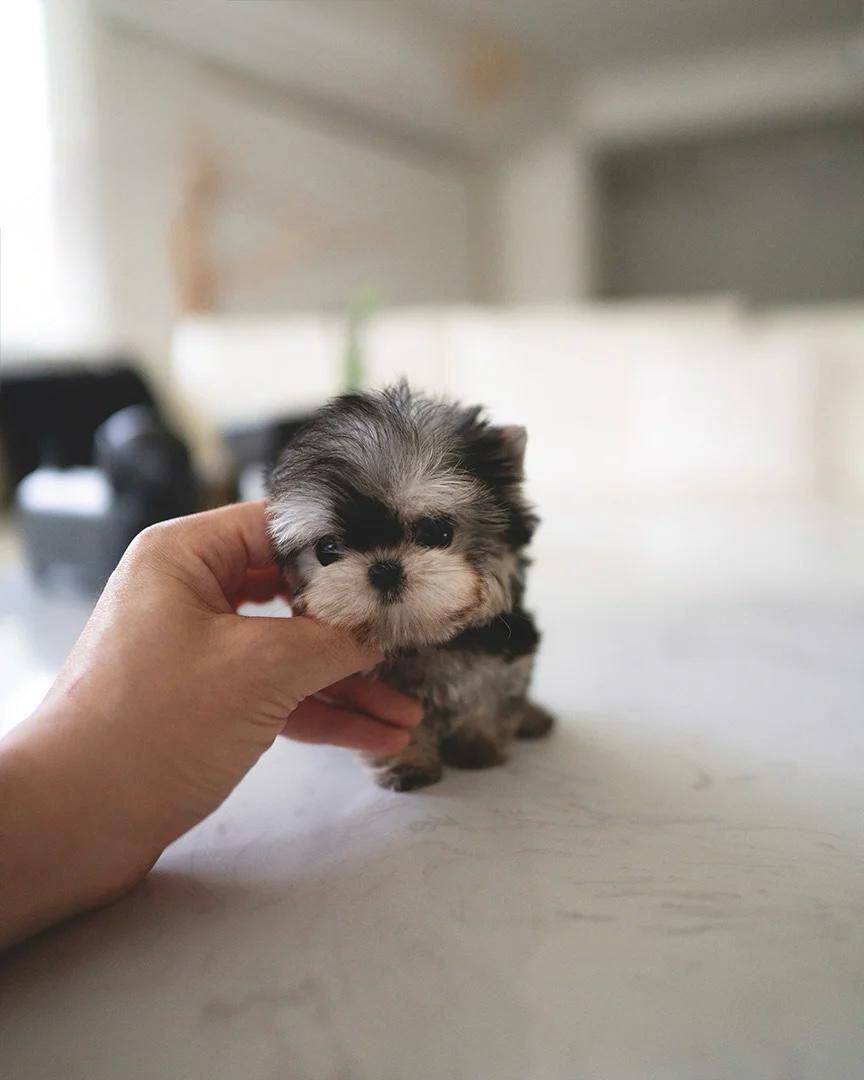 yorkie price