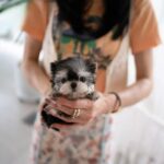 yorkie price