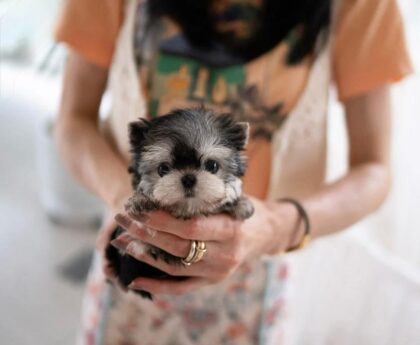 yorkie price