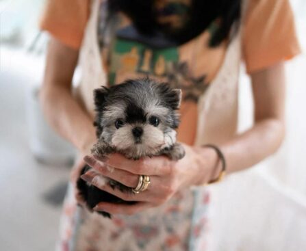 yorkie price