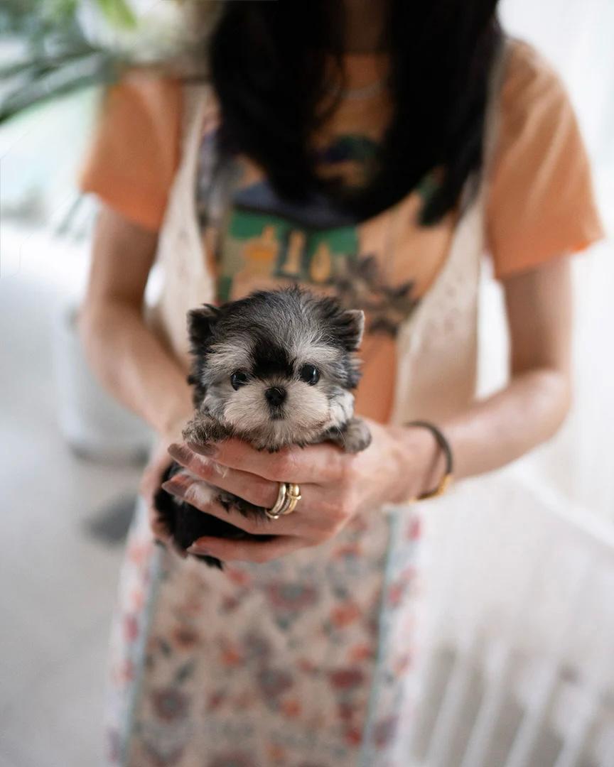 yorkie price