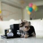 kinds of teacup dogs