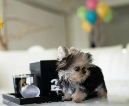kinds of teacup dogs