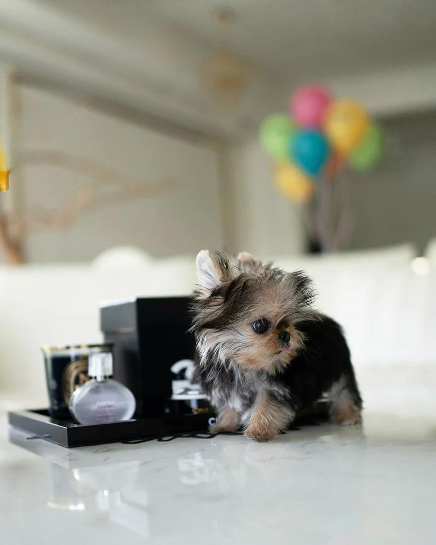 kinds of teacup dogs