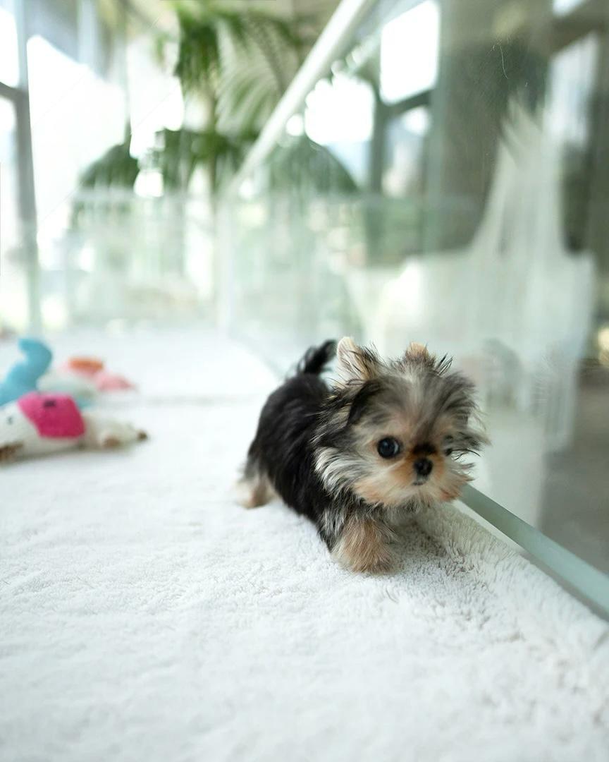 kinds of teacup dogs