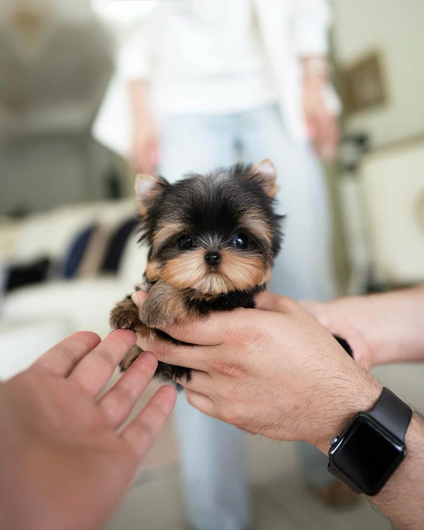 teacup dogs for sale