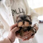 teacup dogs for sale