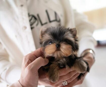 teacup dogs for sale