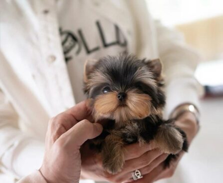 teacup dogs for sale