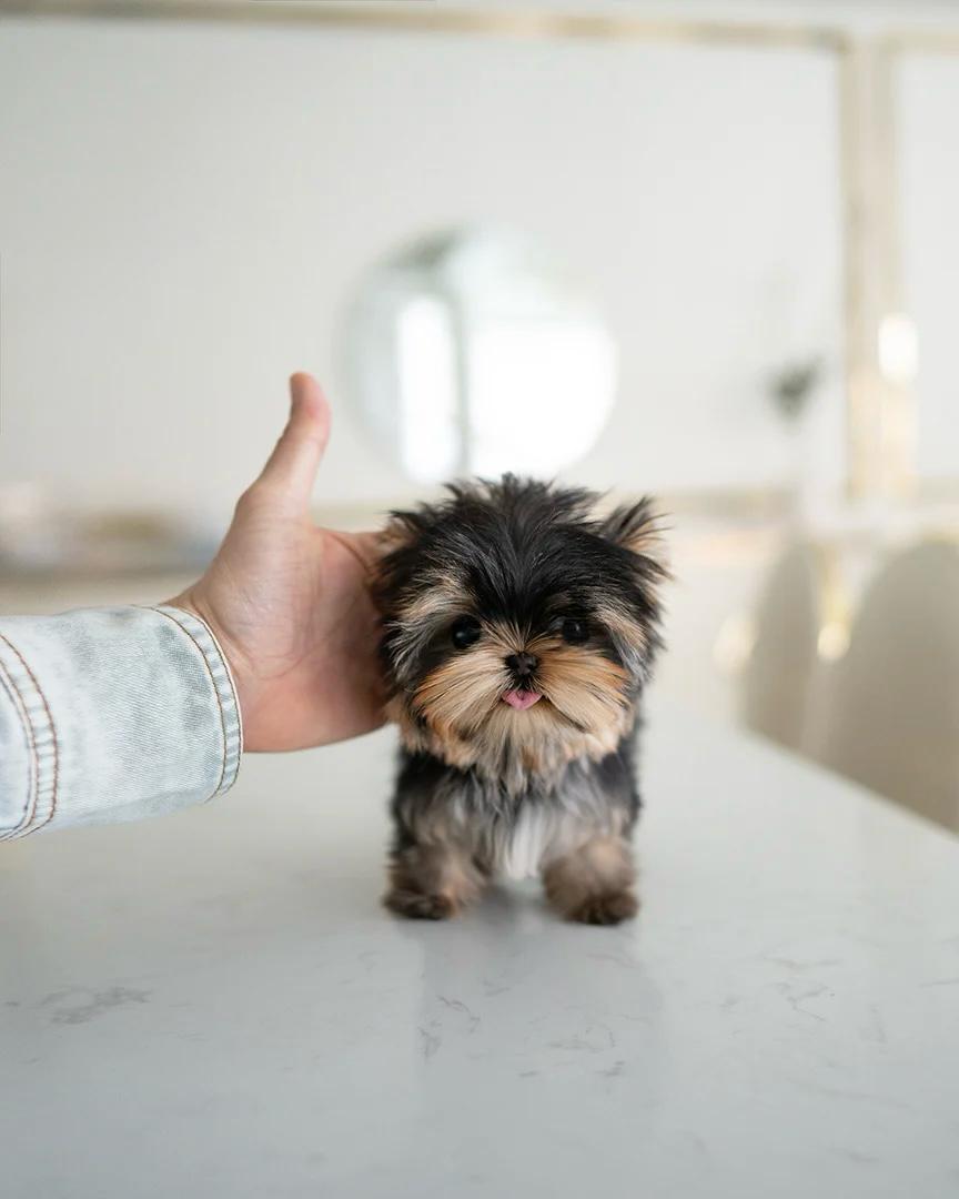 tea cup yorkies for sale near me​

