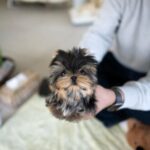 tea cup yorkies for sale near me​