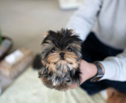 tea cup yorkies for sale near me​