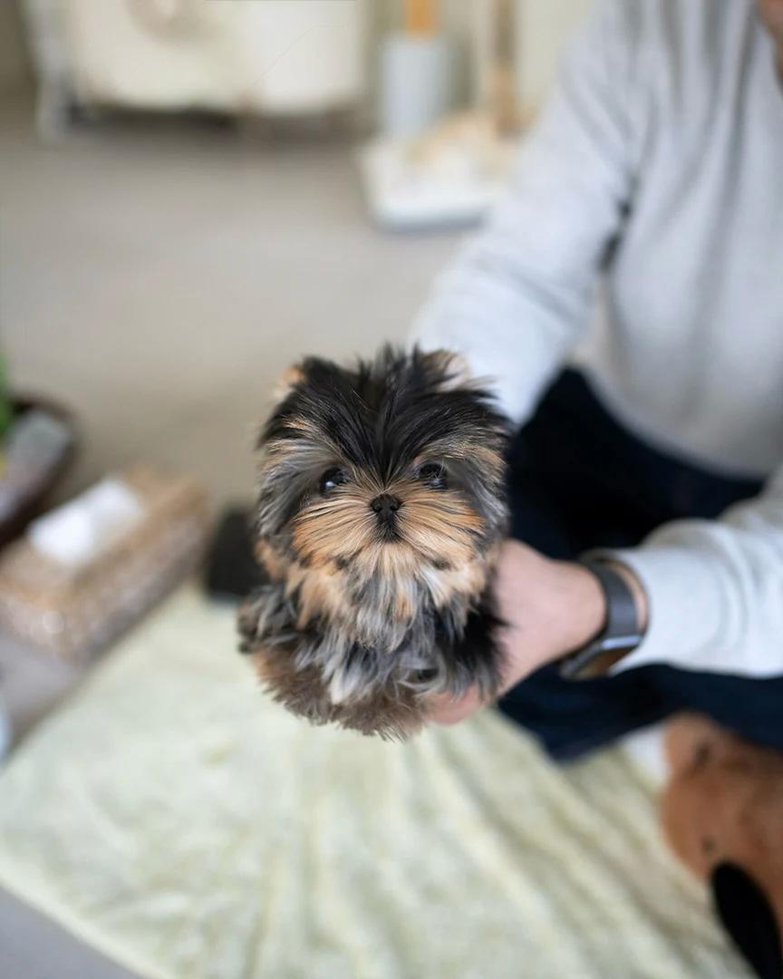 tea cup yorkies for sale near me​