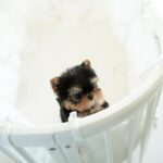 tea cups yorkies for sale​