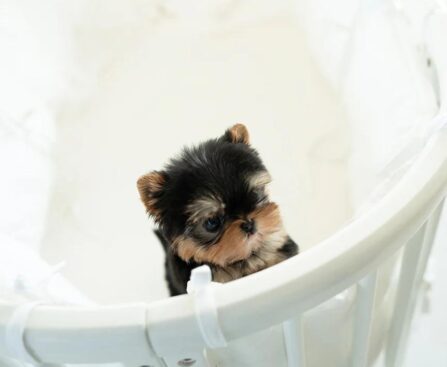tea cups yorkies for sale​