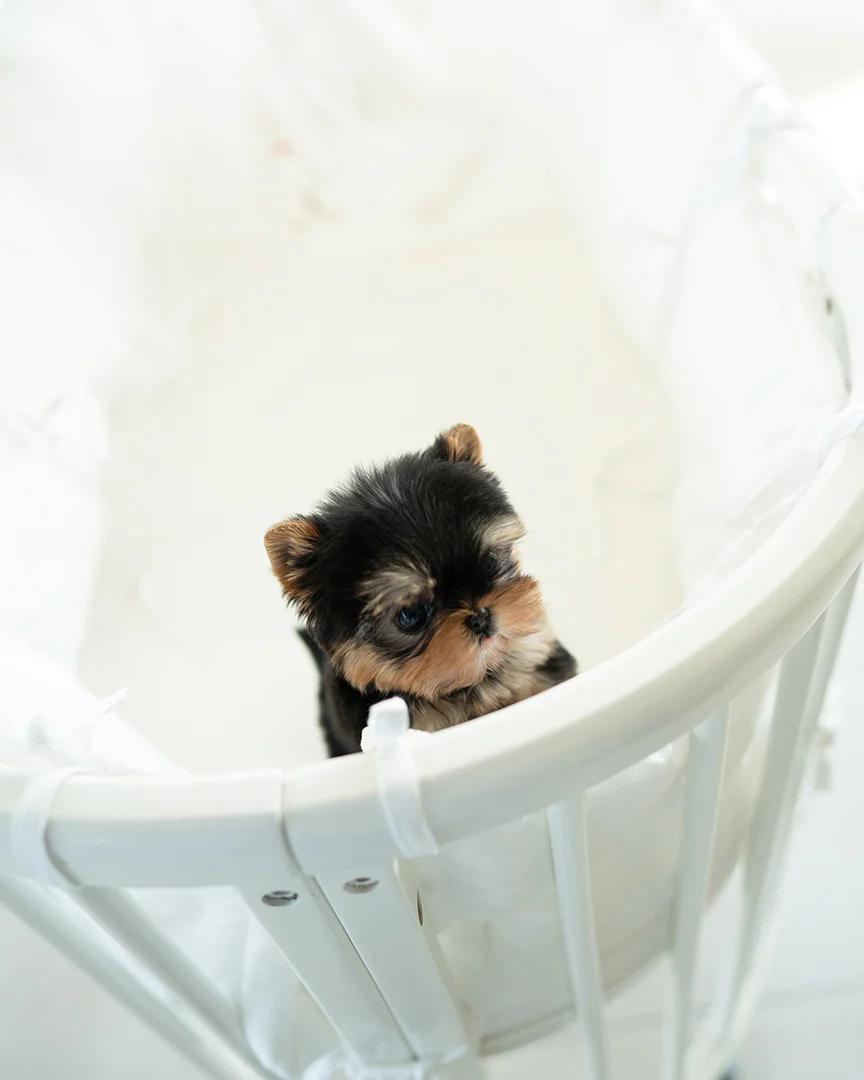 tea cups yorkies for sale​