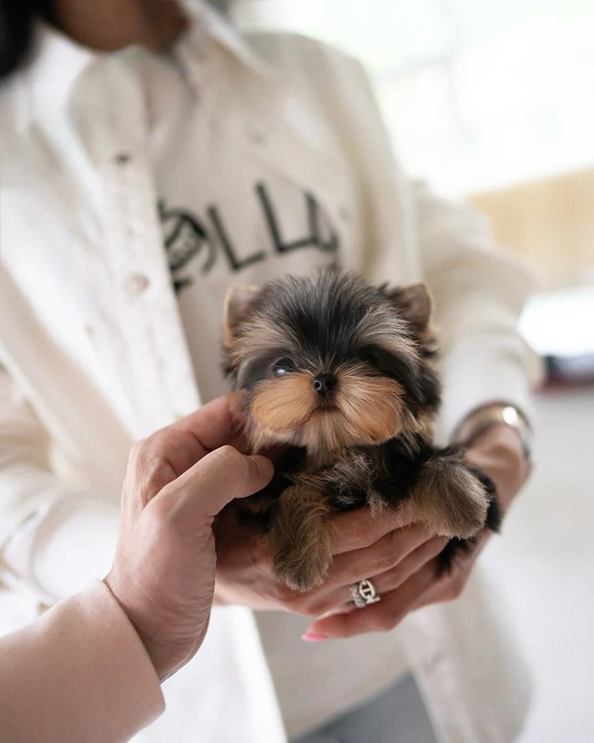teacup dogs for sale