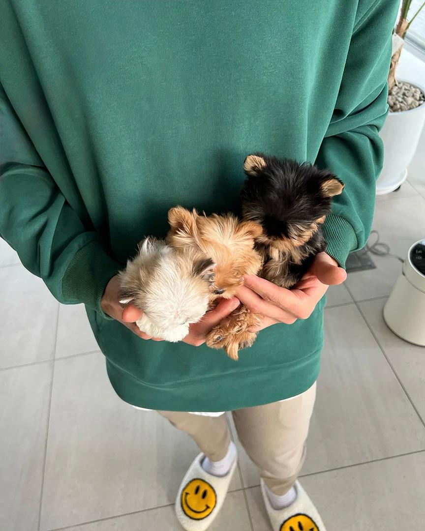 teacup yorkies