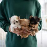 teacup yorkies