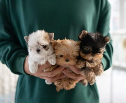 teacup yorkies