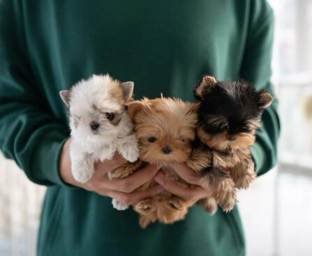 teacup yorkies