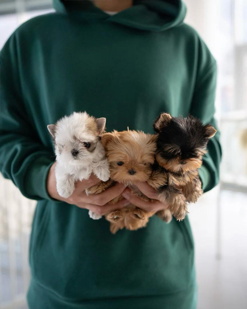 teacup yorkies