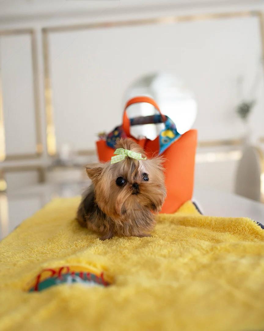 mini yorkie​

