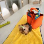 mini yorkie​