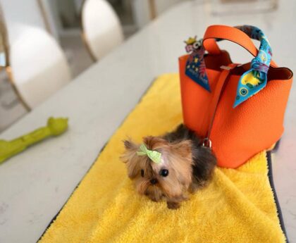 mini yorkie​