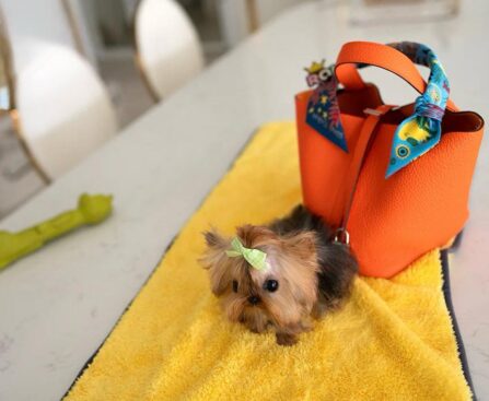 mini yorkie​