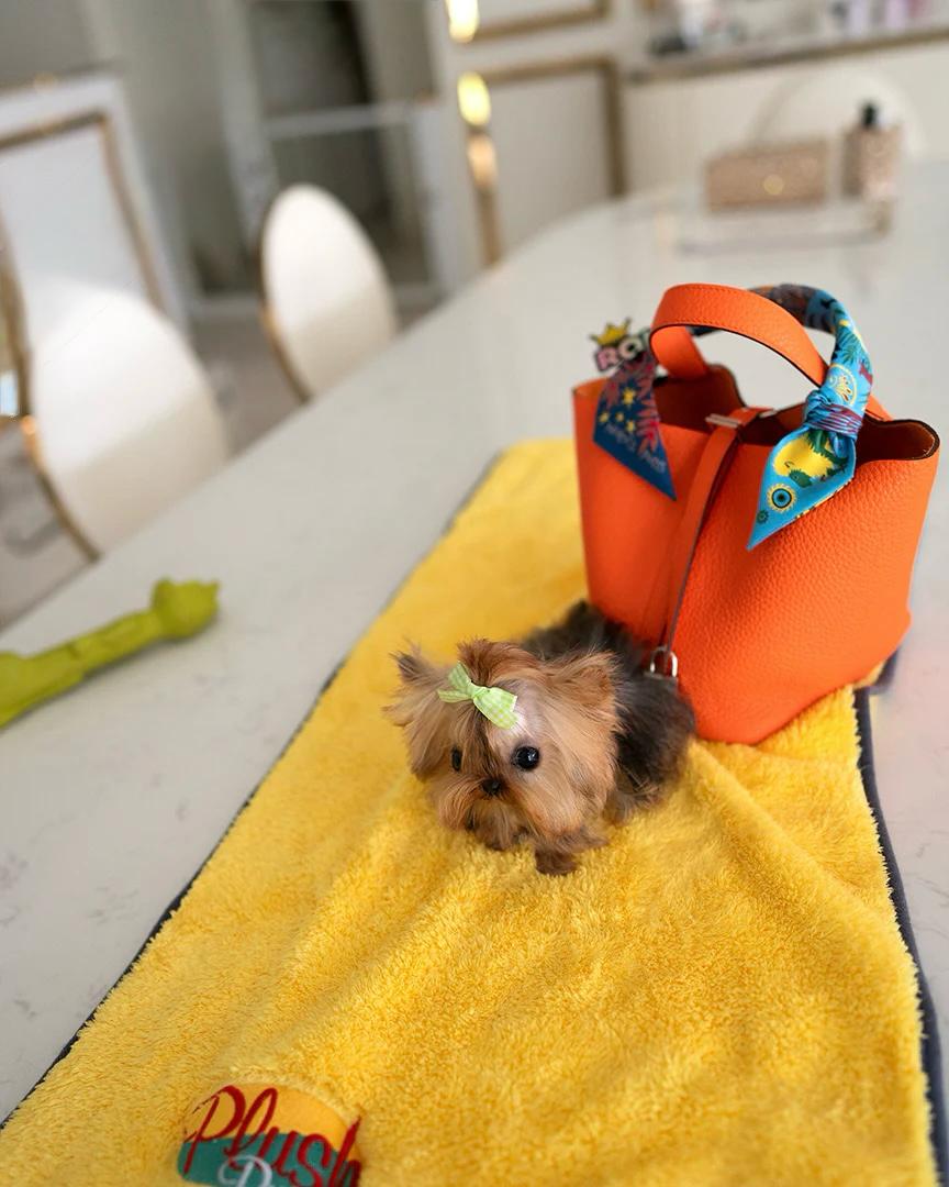 mini yorkie​