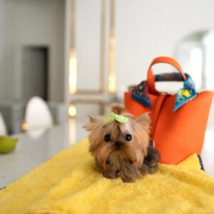 TOTO
