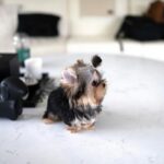tea cup yorkies​