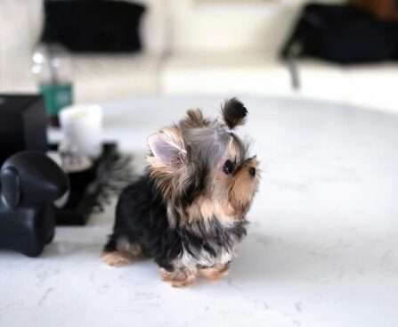 tea cup yorkies​