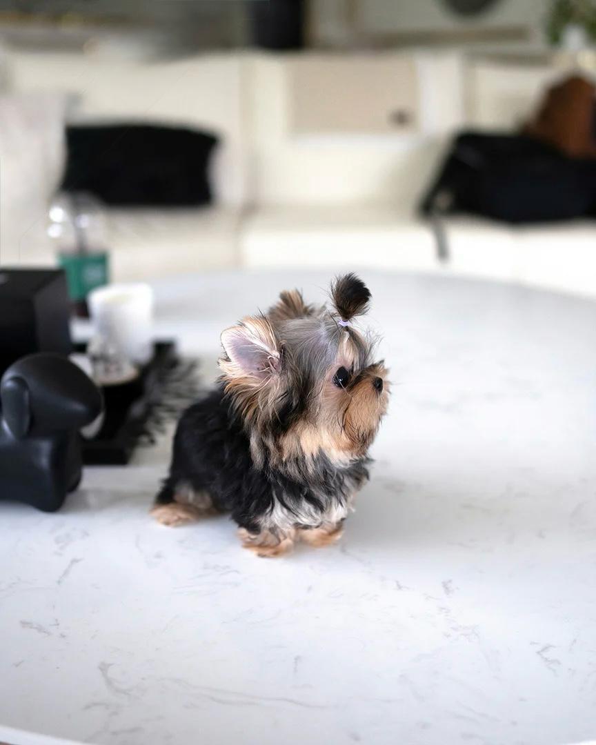 tea cup yorkies​