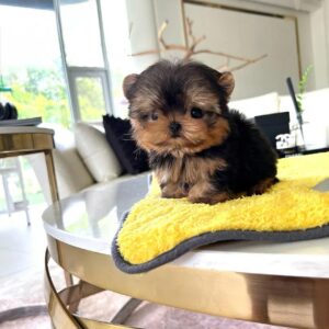 ZOEY
