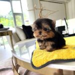 miniature Yorkie cost