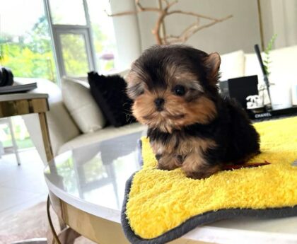 miniature Yorkie cost