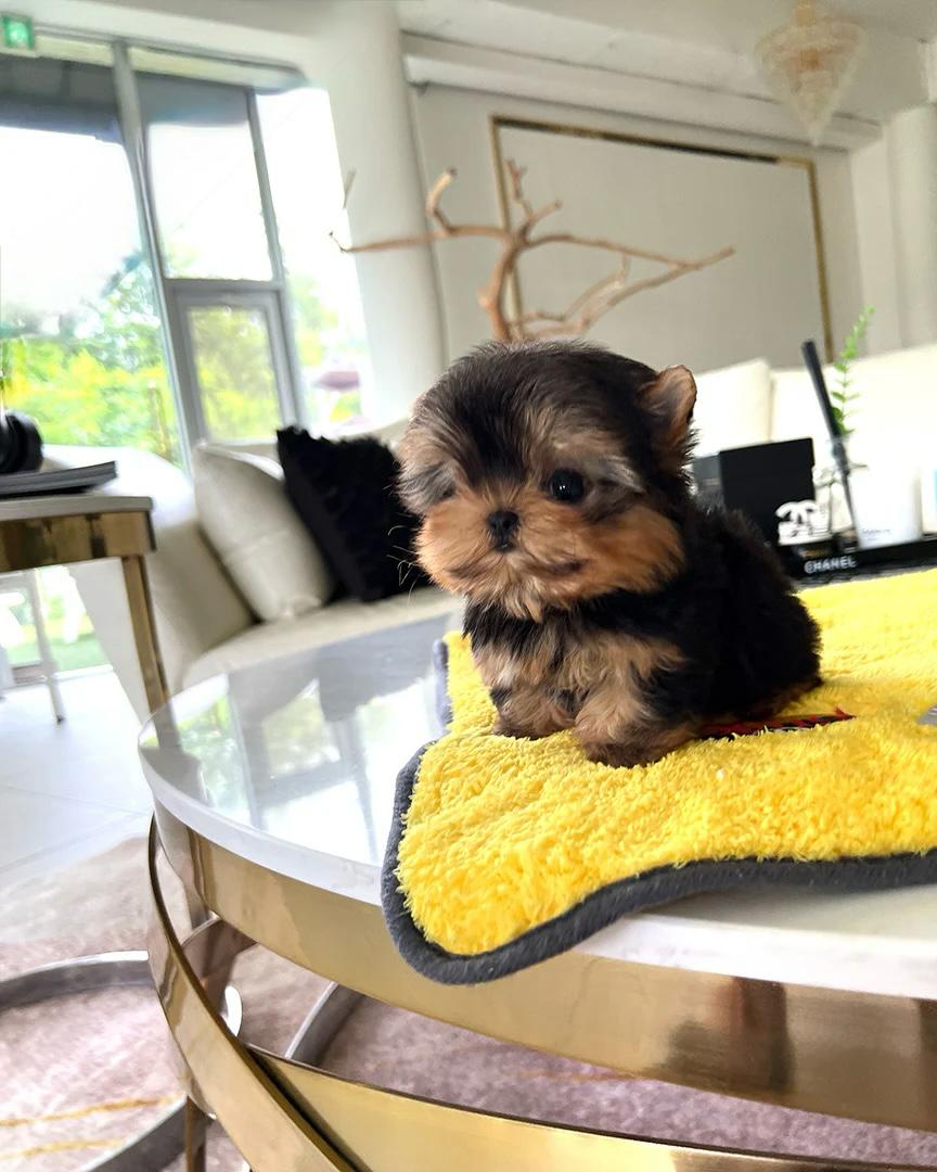 miniature Yorkie cost
