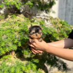 yorkie teacup dogs