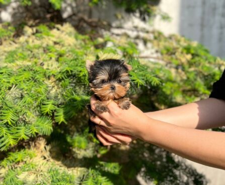 yorkie teacup dogs
