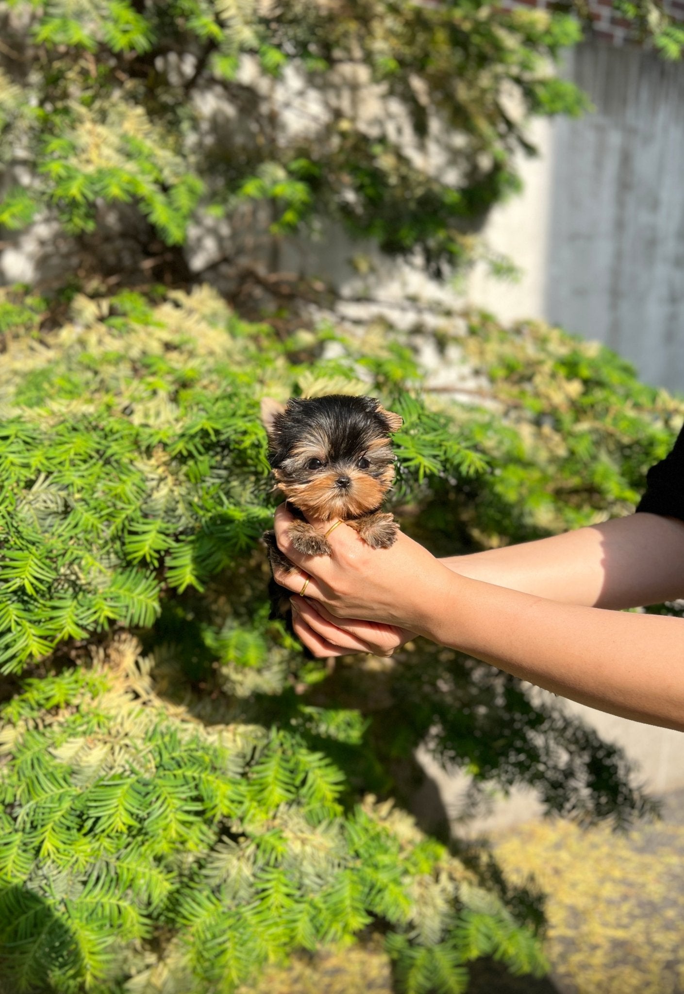 yorkie teacup dogs