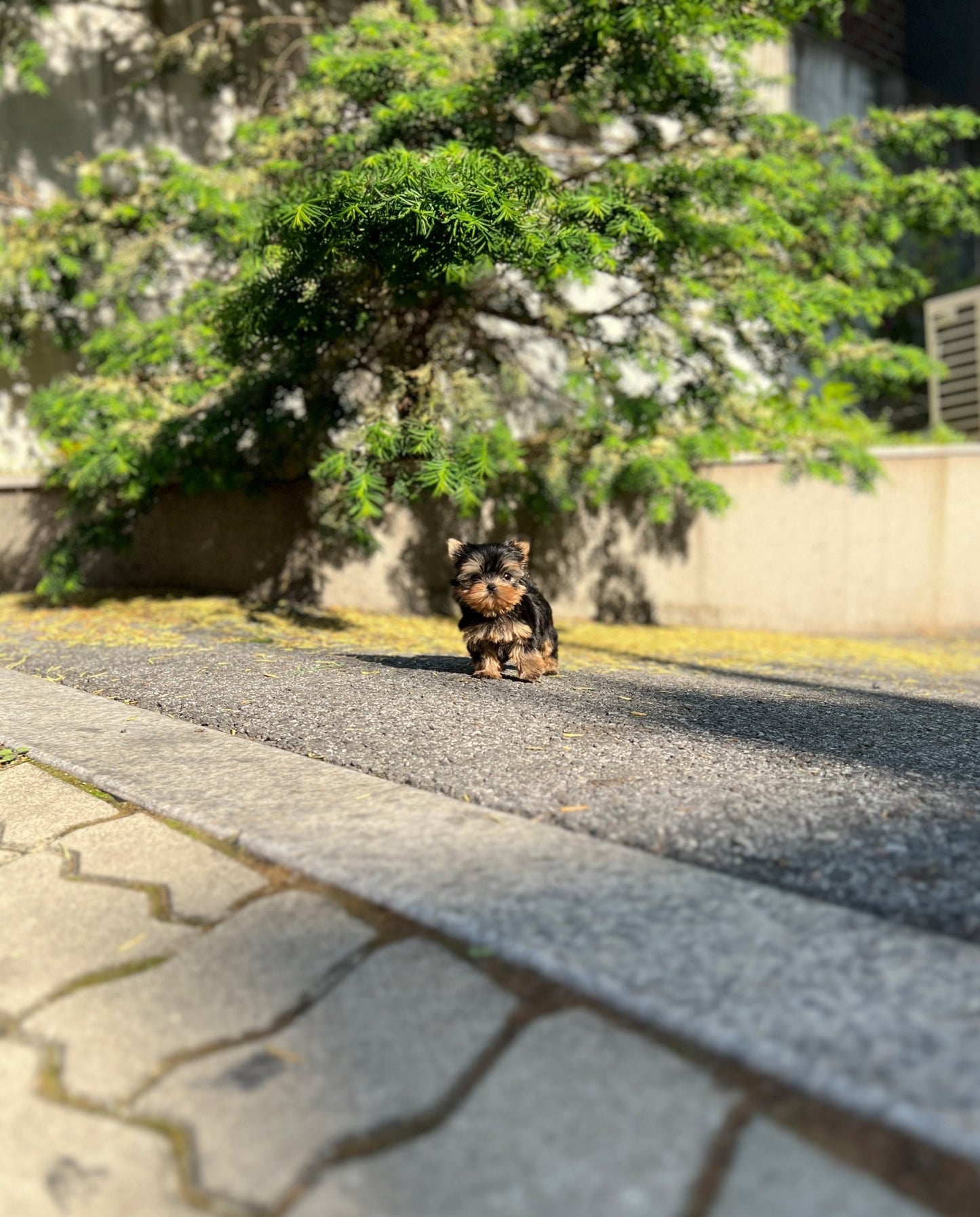 yorkie teacup dogs