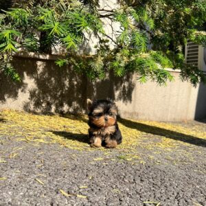 Yorkshire Terrier - Brook(Male)